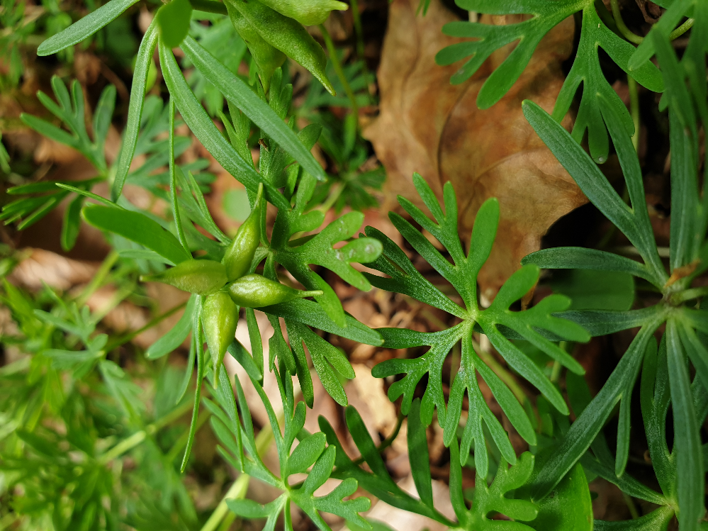 변산바람꽃2.jpg