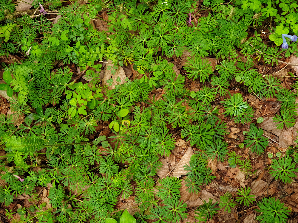 변산바람꽃1.jpg