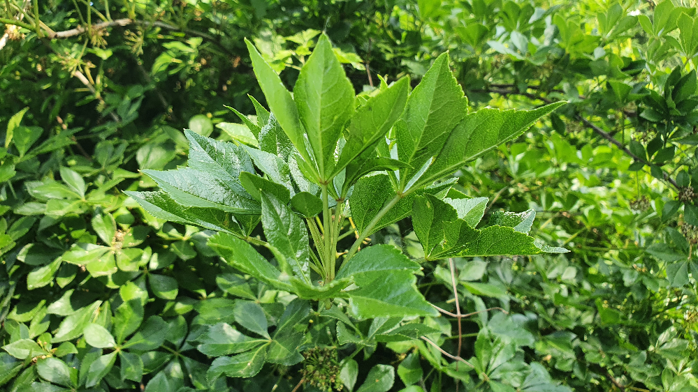 섬오갈피나무 (잎) 20210531_172021.jpg