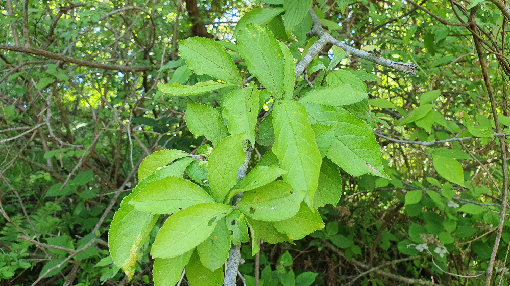 윤노리나무 (잎) 20200520_105758.jpg